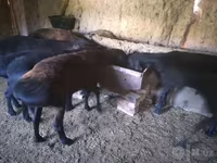 مینڈھا, بھیڑیں — تصویر 6
