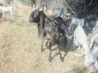 Buk, Nubian Goat — foto 2