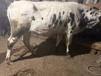 গাভী, Russian Black pied cattle — ছবি 3