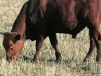 Ταύρος, Simmental cattle — φωτογραφία 2