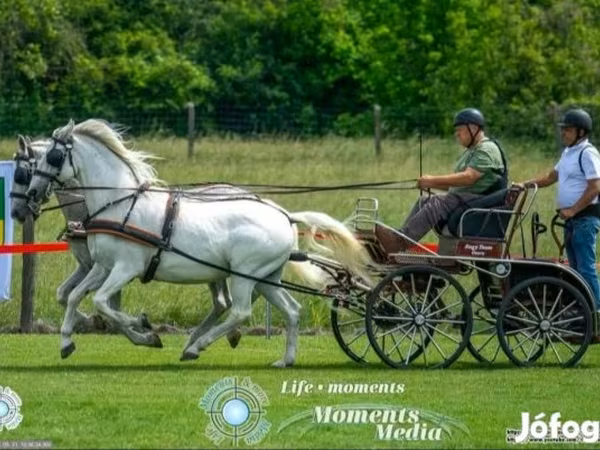 Klisna, Lipizzaner