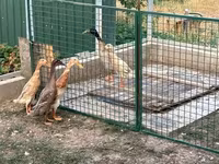 Indian Runner — акс 4