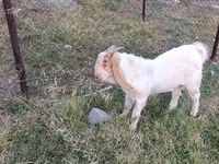 숫염소, Boer goat — 사진 1