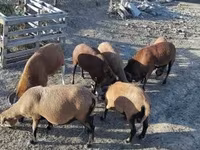 كبش, Cameroon sheep — الصورة 5