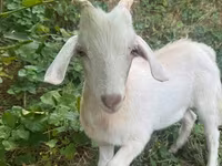 Billy Goat, Goats — photo 1