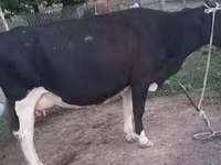 Krava, Latvian Blue cattle — foto 1