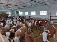 Toro, Simmental cattle — foto 1