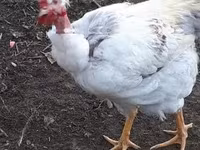 Chickens — ፎቶ 5