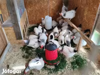ساسکس — عکس 2