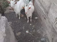 بز نر, بز — عکس 4