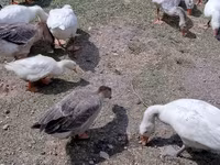 Geese — foto 1