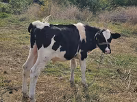 Бух, Russian Black pied cattle — 1 зураг
