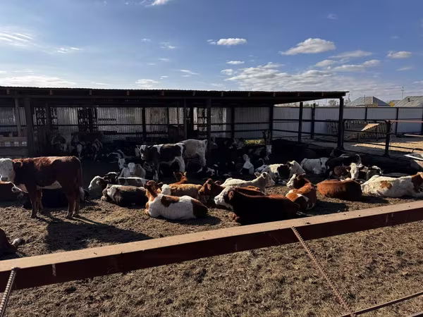 ወንድ በሬ, Simmental cattle