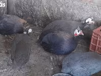 Guinea fowl — Foto 1