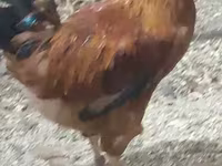 Chickens — 写真 3