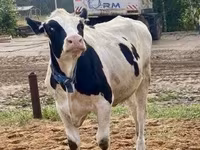 Vaca, Raza Holstein — foto 5