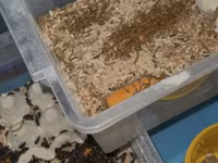 🐛 Canlı Un Qurdu Satılır! ✔️ Təzə və sağlam ✔️ Toyuqlar, quşlar və — sawirka 2