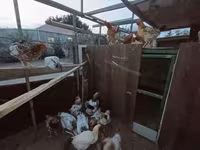 Chickens — Foto 2
