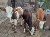 Bulle, Simmental cattle — Foto 4