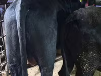 گاو نر, آبرادین-آنگوس — عکس 3