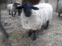 Widder, White Suffolk sheep — Foto 1
