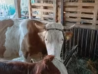 Lembu betina, Simmental cattle — foto 1