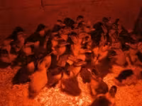 German Pekin — sawirka 2