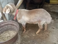 मेढ़ा, भेड़ — फ़ोटो 3