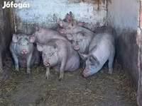 Säue, Schweine — Foto 5