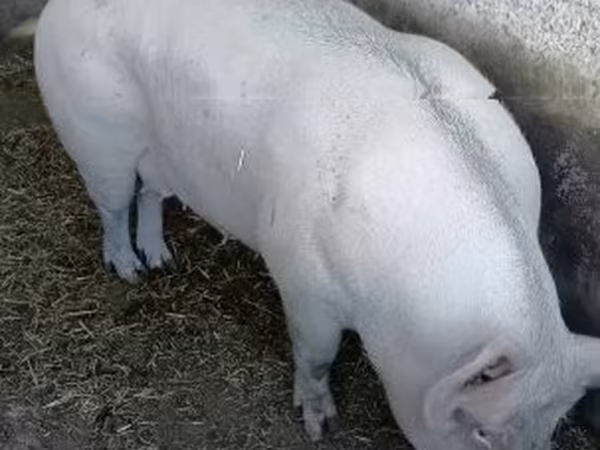 Porca, 