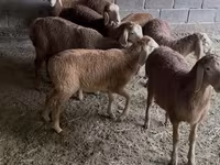 Cừu đực, Arashan sheep — ảnh 1