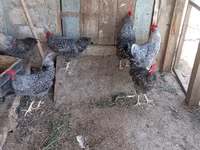Galinha eslovena barrada — foto 4