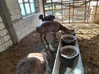 Қӯчқор, Arashan sheep — акс 6