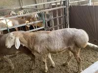 Oaie, Arashan sheep — foto 5
