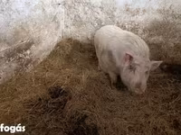 Kanec, Вьетнамская вислобрюхая — foto 3