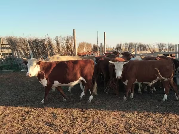 Lembu jantan, Simmental cattle