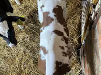 Bovinos (lote, sexo no especificado), Aberdeen-Angus — foto 5