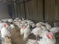 Turkeys — الصورة 2