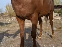 اسب نر, Thoroughbred horse — عکس 2