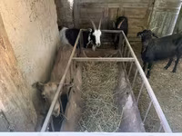 Ziege, Ziegen — Foto 8
