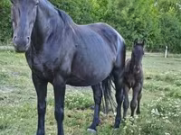 Cavalla, Cavalli — foto 2