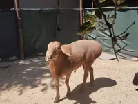Oveja, Arashan sheep — foto 2