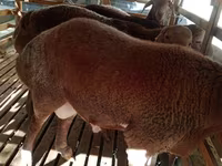 Får, Hissar sheep — foto 2