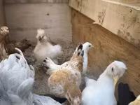 Chickens — foto 2