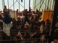 Chickens — фото 1