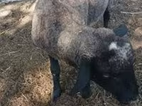 قوچ, Tsigai sheep — عکس 2