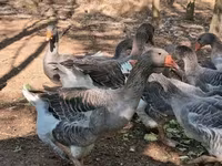 Geese — عکس 6