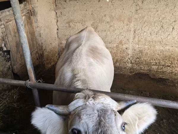 گائے, مویشی