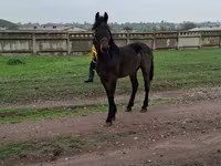 Cavallo, Friesian — foto 3