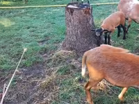 Ovelha, Cameroon sheep — foto 2